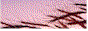 {DS.gif (17007 oCg)